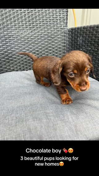 3 Miniature Dachshunds. in Peterborough