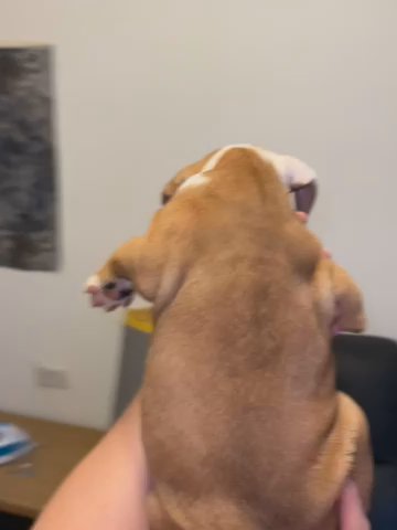 Old English Bulldog