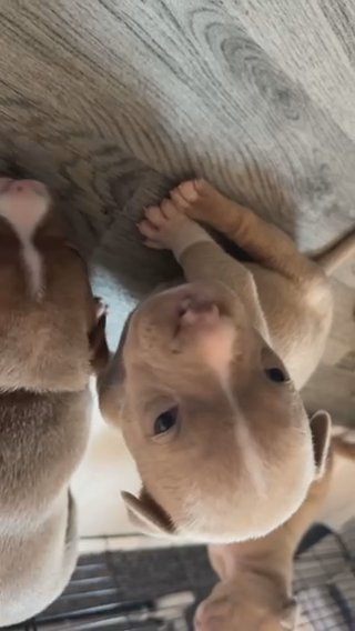 Pocket Bullys Abkc Registered in Middlesborough