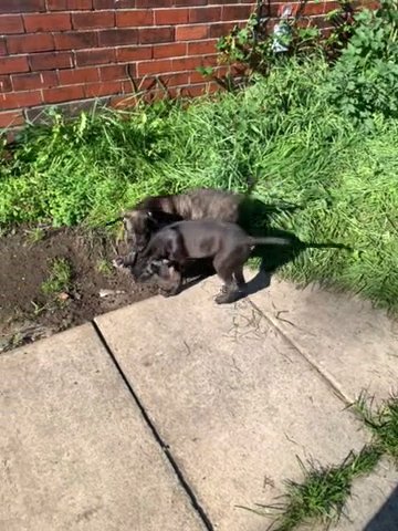 Mastiff in Bradford
