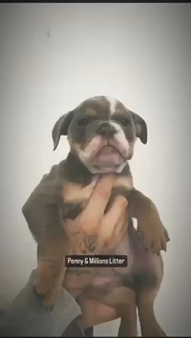 Olde English Bulldog Extravaganza: This Week's Woof-tastic Deal in London