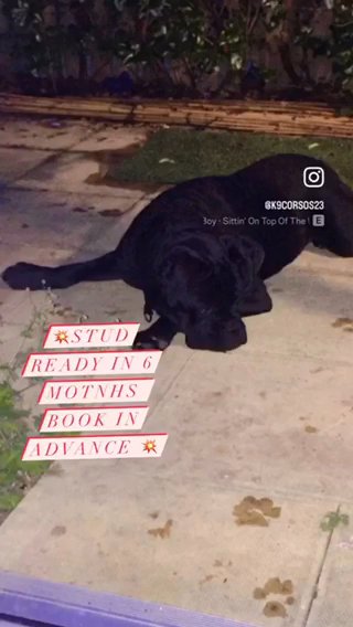 Canecorso in Coventry