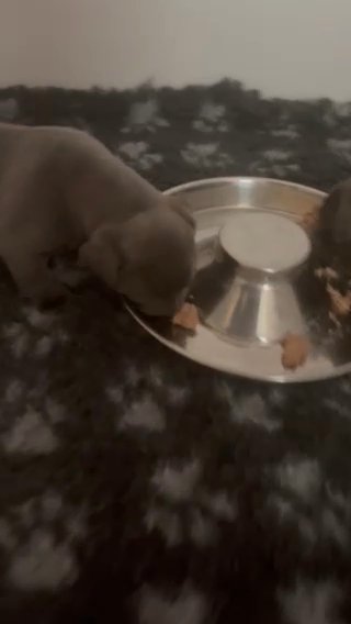 Blue American Bully in Newcastle upon Tyne