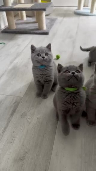 GCCF Registered Pedigree  British Shorthair Kittens Ready Now. in Sunderland