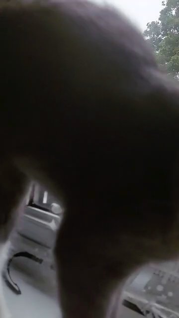 beautiful female kitten in Swindon