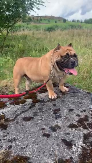 Lovely Pocket Female Available in Rhondda Cynon Taf