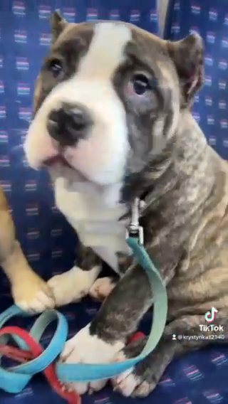 American Bully Pocket Adoption in Bristol