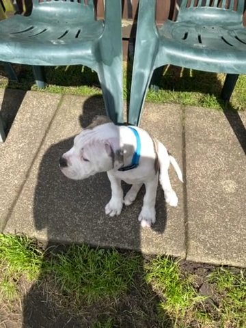 American Bulldog in Calderdale