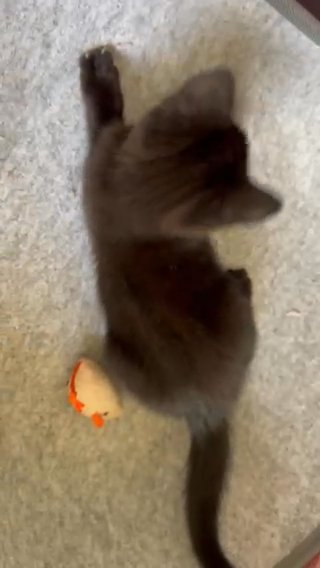 Playful  Kittens: Black Tabby Boy&Girl in Waverley