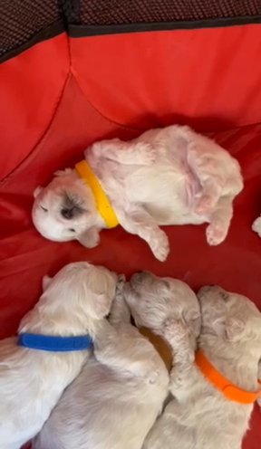 Maltese 6 Boys For Sale in Leicester
