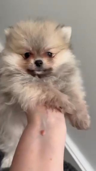 Tiny Quality Pomeranian in Coventry