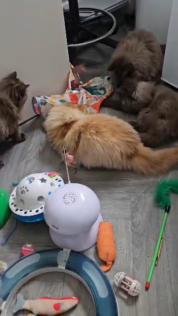British longhair kittens in Denbighshire