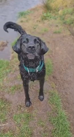 Labrador for sale in Swindon