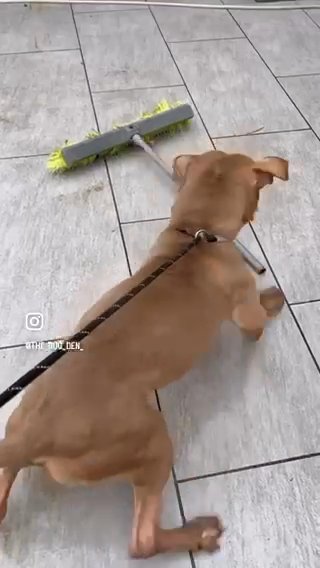 American Bully Female in Birmingham