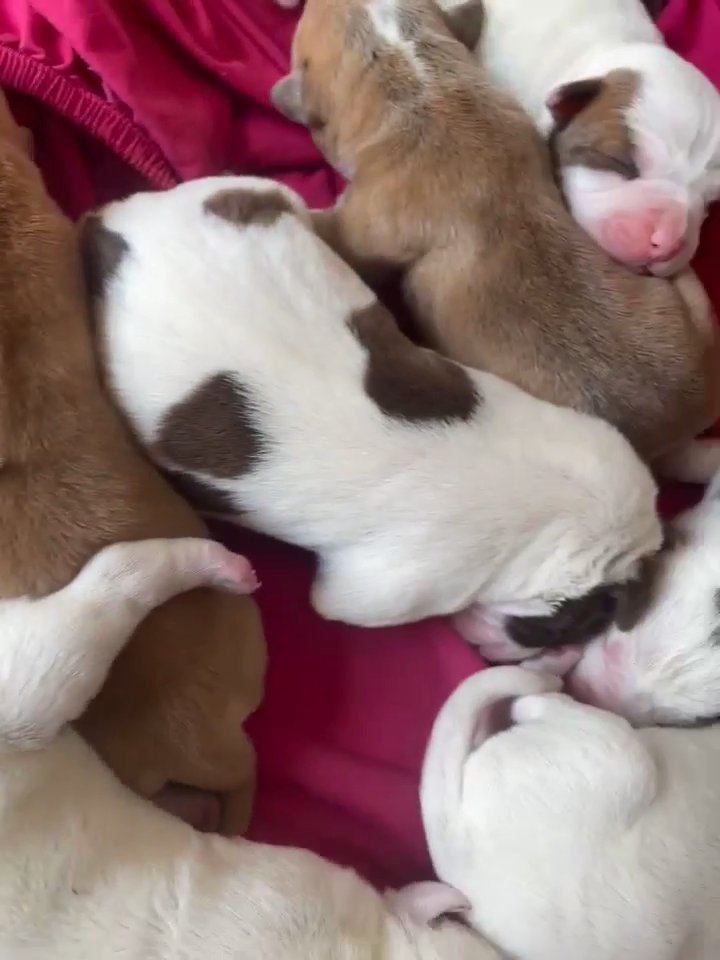 amazing American bully puppies ??? in Rochdale