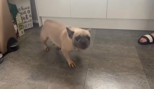 Blue Fawn French Bulldog in Walsall