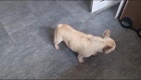 Chocolate Fawn And Cream French bulldog in Walsall