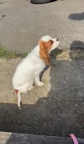 Cavalier Kings Charles Health Tested Parents in London