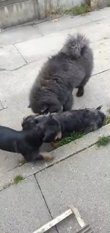 Merle Poodle in Leeds