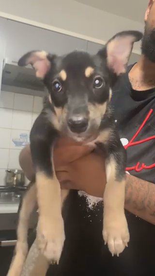 Husky Cross XL bully in Cheshire East