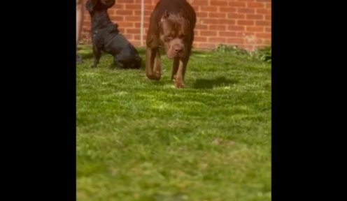 XL Bully Stud in Swale