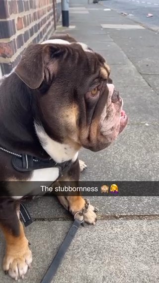 16 Months Old in Darlington