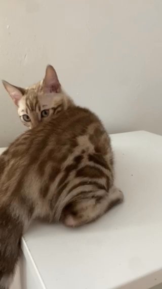 TOP QUALITY TICA REGISTERED SNOW SEPIA MALE BENGAL KITTEN in London