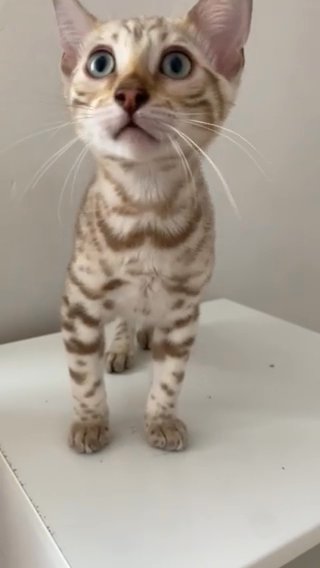 TOP QUALITY TICA REGISTERED SNOW MINK MALE BENGAL KITTEN in London