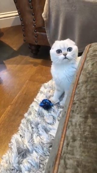 OPEN TO OFFERS | TICA Active registered Scottish Fold male in Reigate and Banstead