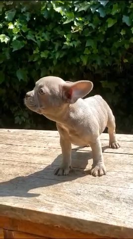 French Bulldog in Bury