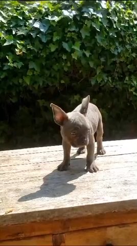 French Bulldog in Bury
