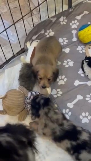Longhaired Miniature Dachshunds CREAMS in West Lancashire