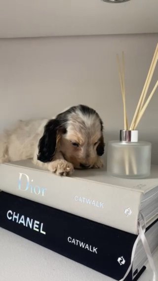 Ready Now Show Type Cocker Spaniels Roan Sables in Barnsley