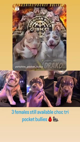 Pocket Bully’s 3 Girls ABKC REG in Bradford