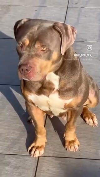 American Bully In Season Day 3 in Birmingham