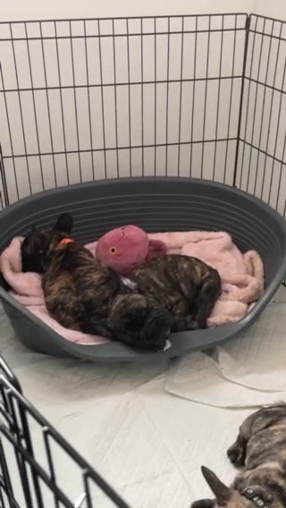 French Bulldog in North Tyneside
