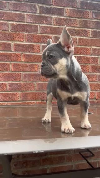 Lilac & tan French Bulldog Girl in Liverpool