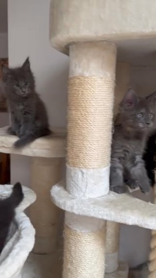🐾TICA REGISTERED MAINE COON KITTENS🐾 in Colchester