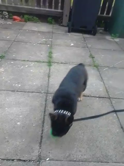 Male French bulldog for sale in Leeds