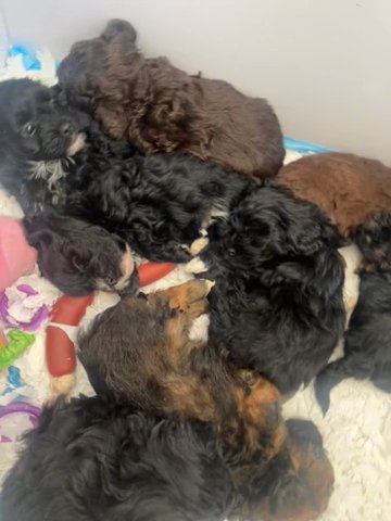 Beautiful Litter Of Shihpoo Puppies in Telford and Wrekin