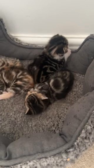 Mixed Bengal Kittens £50 Each in Bradford