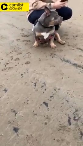 Lovely Blue Tri Pocket Female 10 Months in Rhondda Cynon Taf