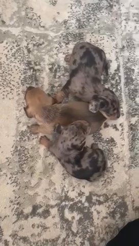 Stunning Miniature Dachshunds in London