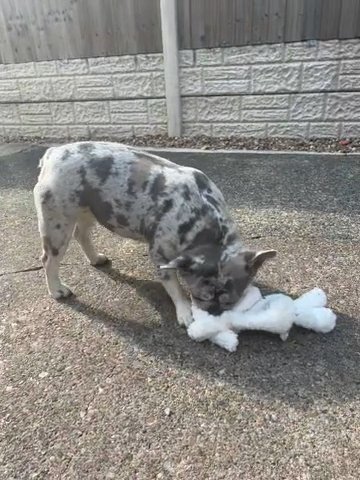 18 Month Old Female Merle French Bulldog in Nottingham