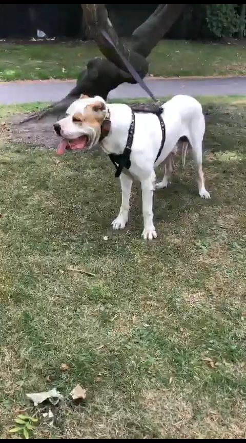 Albai x mastiff in Bradford