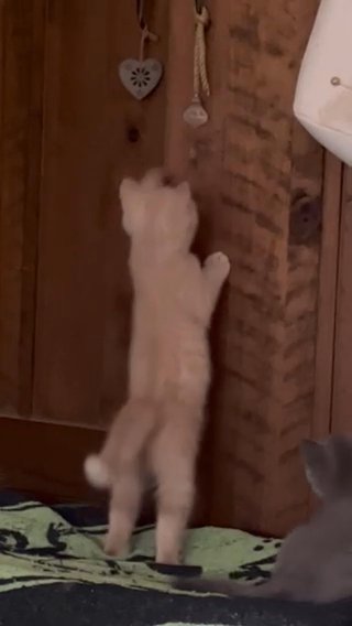 GCCF Registered Pedigree British Shorthair in Calderdale