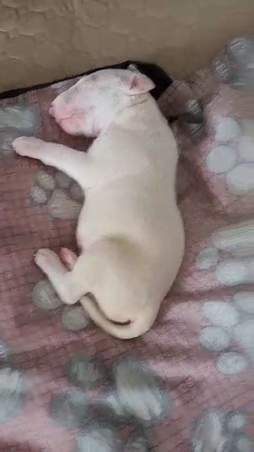 Bull terierrs puppies in Edinburgh