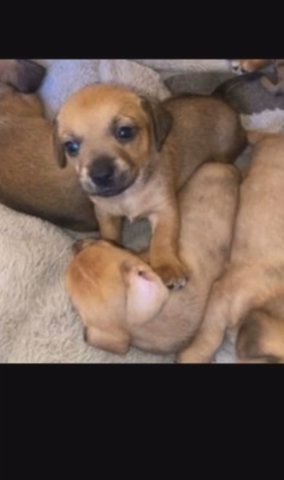 Jack Russell X Dachshund Puppies in London