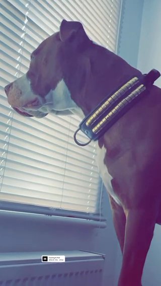 Female Xl Bully in Southampton