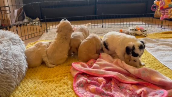 Cockapoo puppies for sale!! in Wiltshire